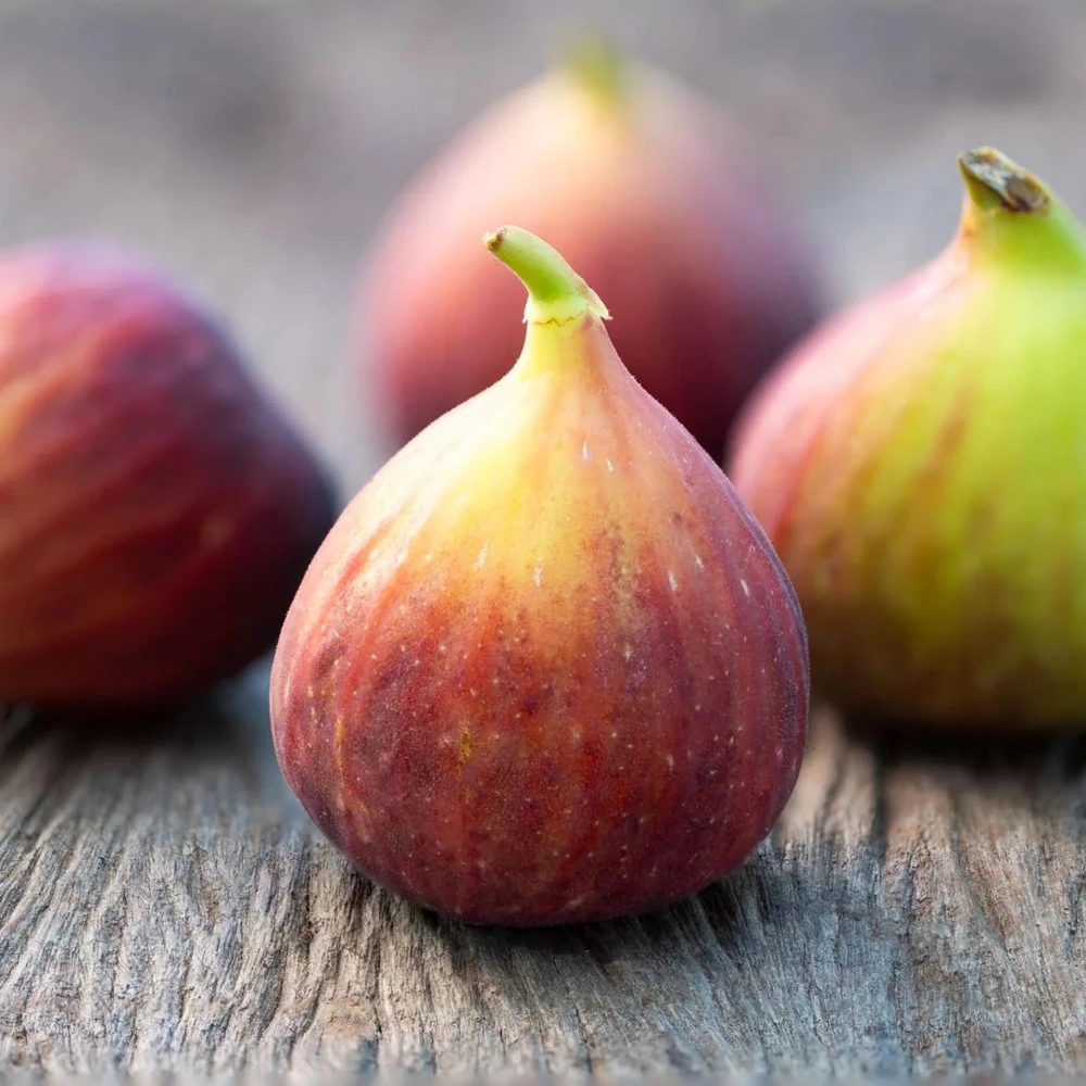 Brown Turkey Fig Tree Live Plant, 5-9" Tall, Cold Hardy, Zone 7-9, Sweet Double Harvest Fruit - Image 6