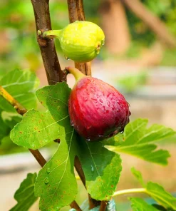 Brown Turkey Fig Tree Live Plant, 5-9