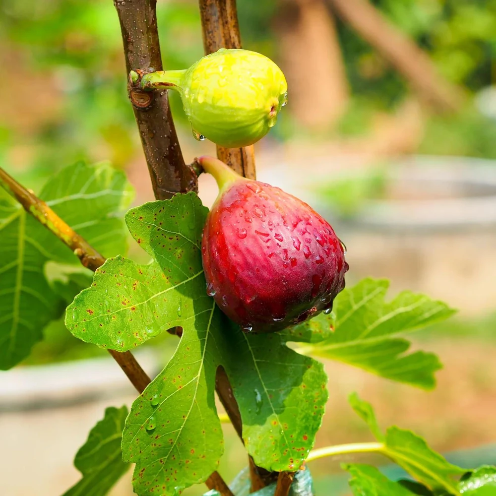 Brown Turkey Fig Tree Live Plant, 5-9" Tall, Cold Hardy, Zone 7-9, Sweet Double Harvest Fruit - Image 7