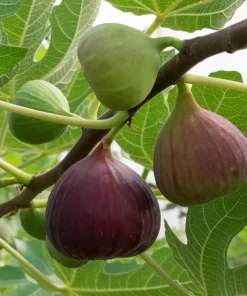 Brown Turkey Fig Tree Live Plant, 5-9