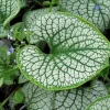 Brunnera Sea Heart False Forget Me Not Live Starter Plant Ships in Pot, Shade Perennial - Image 1