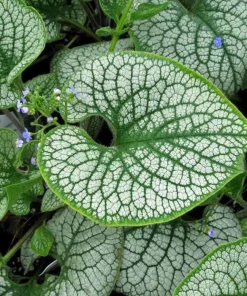 Brunnera Sea Heart False Forget Me Not Live Starter Plant Ships in Pot, Shade Perennial - Image 1