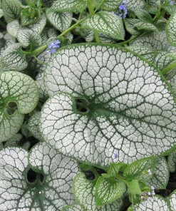 Brunnera Sea Heart False Forget Me Not Live Starter Plant Ships in Pot, Shade Perennial - Image 2