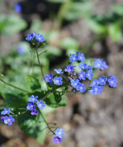 Brunnera Sea Heart False Forget Me Not Live Starter Plant Ships in Pot, Shade Perennial - Image 3