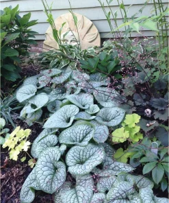 Brunnera Sea Heart False Forget Me Not Live Starter Plant Ships in Pot, Shade Perennial - Image 4