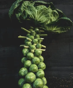 Brussels Sprout Jade Cross E Seeds - 1000 Count for Outdoor Gardening - Image 3