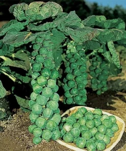 Brussels Sprouts Jade Cross E Seeds - 1000 Count for Home Garden - Image 2