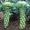 Brussels Sprouts Jade Cross E Seeds - 1000 Count for Home Garden - Image 1