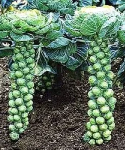 Brussels Sprouts Jade Cross E Seeds - 1000 Count Vegetable Seeds for Home Garden - Image 1