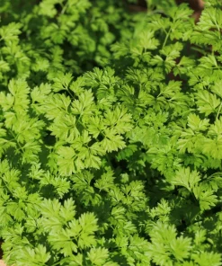 Brussels Winter Chervil Seeds - 200 Heirloom Herb Vegetable Seeds, Anthriscus Cerefolium - Image 2