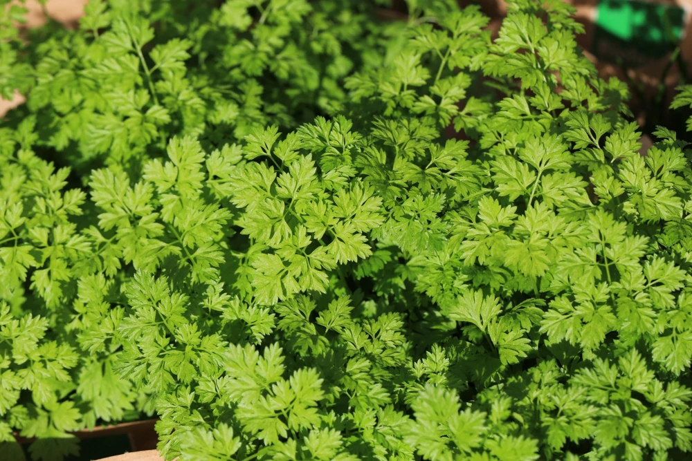 Brussels Winter Chervil Seeds - 200 Heirloom Herb Vegetable Seeds, Anthriscus Cerefolium - Image 2