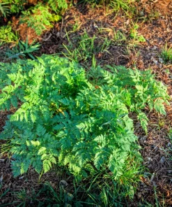 Brussels Winter Chervil Seeds - 200 Heirloom Herb Vegetable Seeds, Anthriscus Cerefolium - Image 3