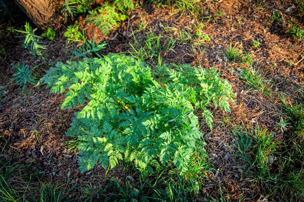 Brussels Winter Chervil Seeds - 200 Heirloom Herb Vegetable Seeds, Anthriscus Cerefolium - Image 3