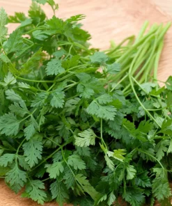 Brussels Winter Chervil Seeds - 200 Heirloom Herb Vegetable Seeds, Anthriscus Cerefolium - Image 4