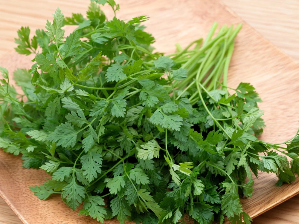 Brussels Winter Chervil Seeds - 200 Heirloom Herb Vegetable Seeds, Anthriscus Cerefolium - Image 4