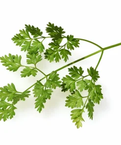Brussels Winter Chervil Seeds - 200 Heirloom Herb Vegetable Seeds, Anthriscus Cerefolium - Image 5
