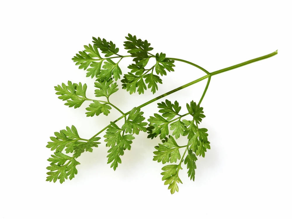 Brussels Winter Chervil Seeds - 200 Heirloom Herb Vegetable Seeds, Anthriscus Cerefolium - Image 5