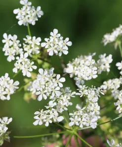 Brussels Winter Chervil Seeds - 200 Heirloom Herb Vegetable Seeds, Anthriscus Cerefolium - Image 6