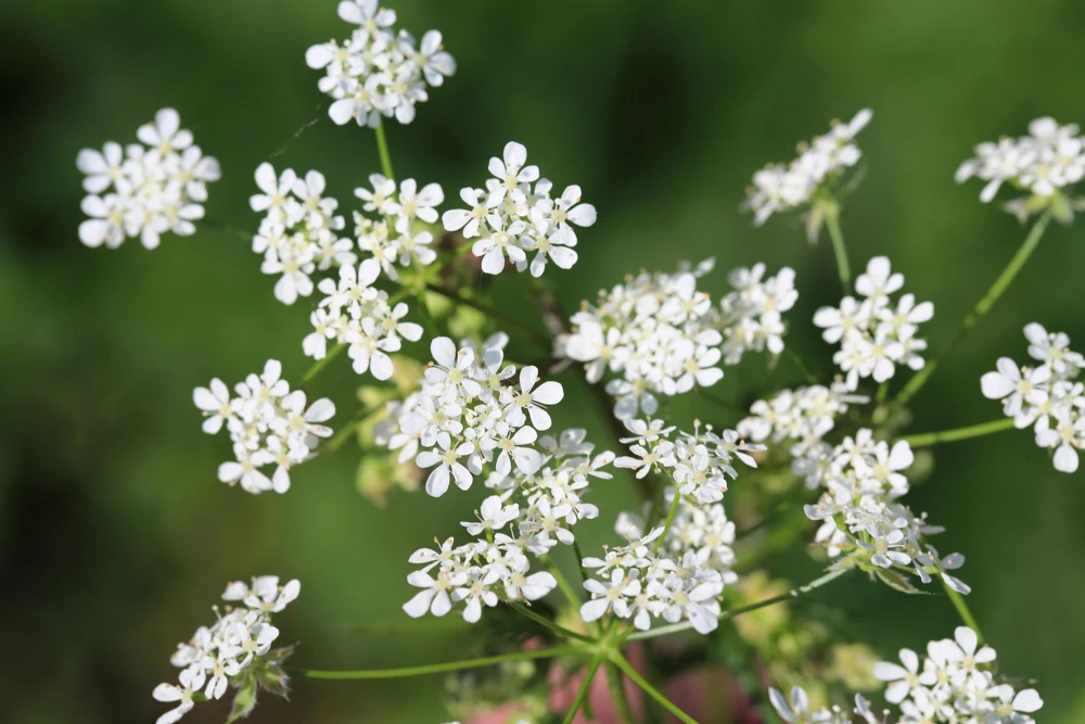 Brussels Winter Chervil Seeds - 200 Heirloom Herb Vegetable Seeds, Anthriscus Cerefolium - Image 6