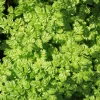 Brussels Winter Chervil Seeds - 200 Heirloom Herb Vegetable Seeds, Anthriscus Cerefolium - Image 1