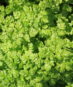 Brussels Winter Chervil Seeds - 200 Heirloom Herb Vegetable Seeds, Anthriscus Cerefolium - Image 1