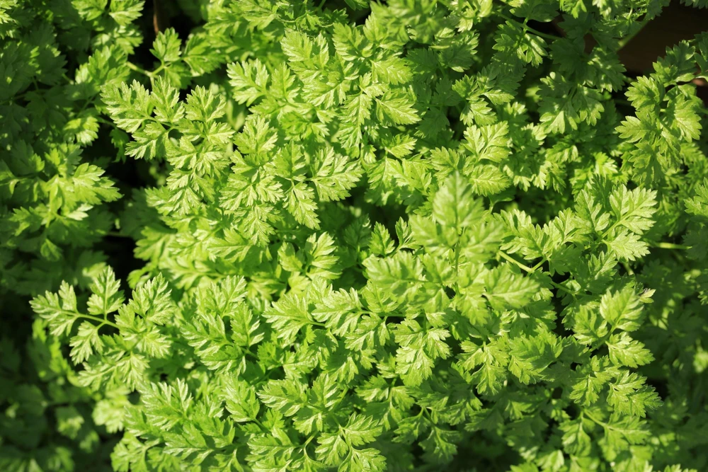 Brussels Winter Chervil Seeds - 200 Heirloom Herb Vegetable Seeds, Anthriscus Cerefolium - Image 1