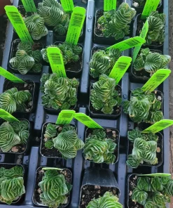 Buddha's Temple Crassula pyramidalis Live Succulent Plant 2in Pot Rare Indoor - Image 2
