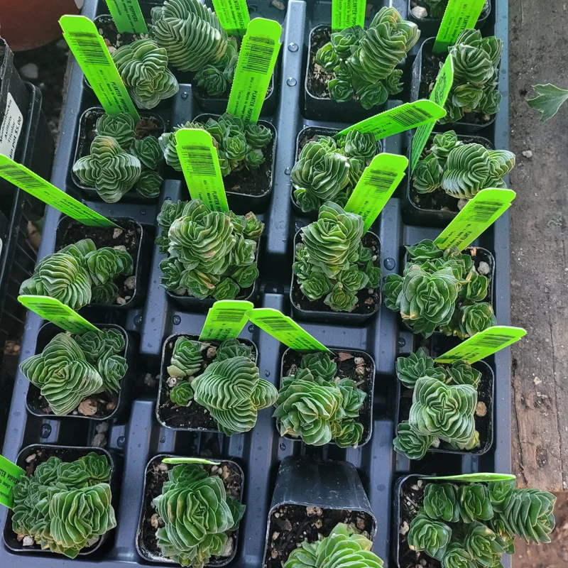 Buddha's Temple Crassula pyramidalis Live Succulent Plant 2in Pot Rare Indoor - Image 2
