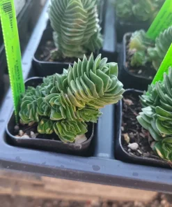 Buddha's Temple Crassula pyramidalis Live Succulent Plant 2in Pot Rare Indoor - Image 3