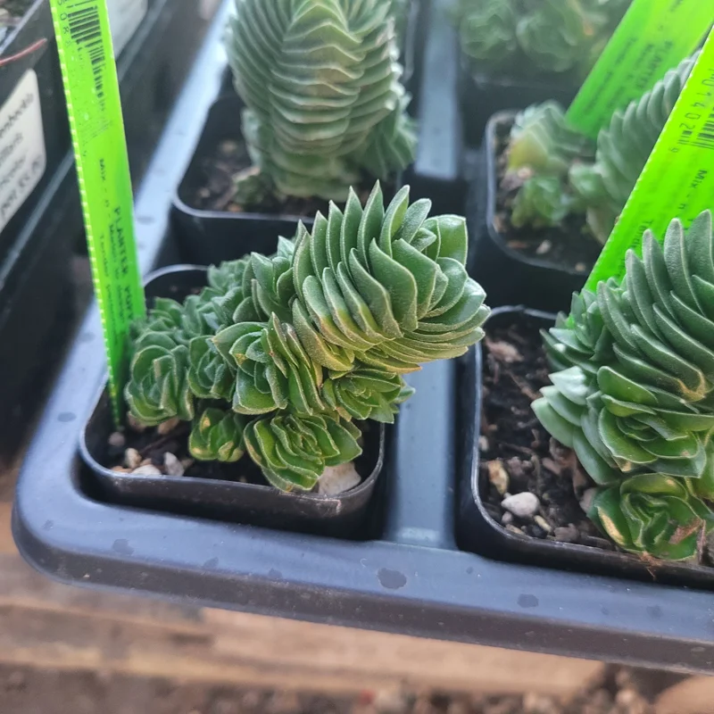 Buddha's Temple Crassula pyramidalis Live Succulent Plant 2in Pot Rare Indoor - Image 3