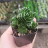 Buddha's Temple Crassula pyramidalis Live Succulent Plant 2in Pot Rare Indoor - Image 1