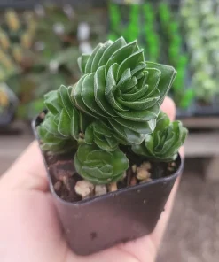 Buddha's Temple Crassula pyramidalis Live Succulent Plant 2in Pot Rare Indoor - Image 1