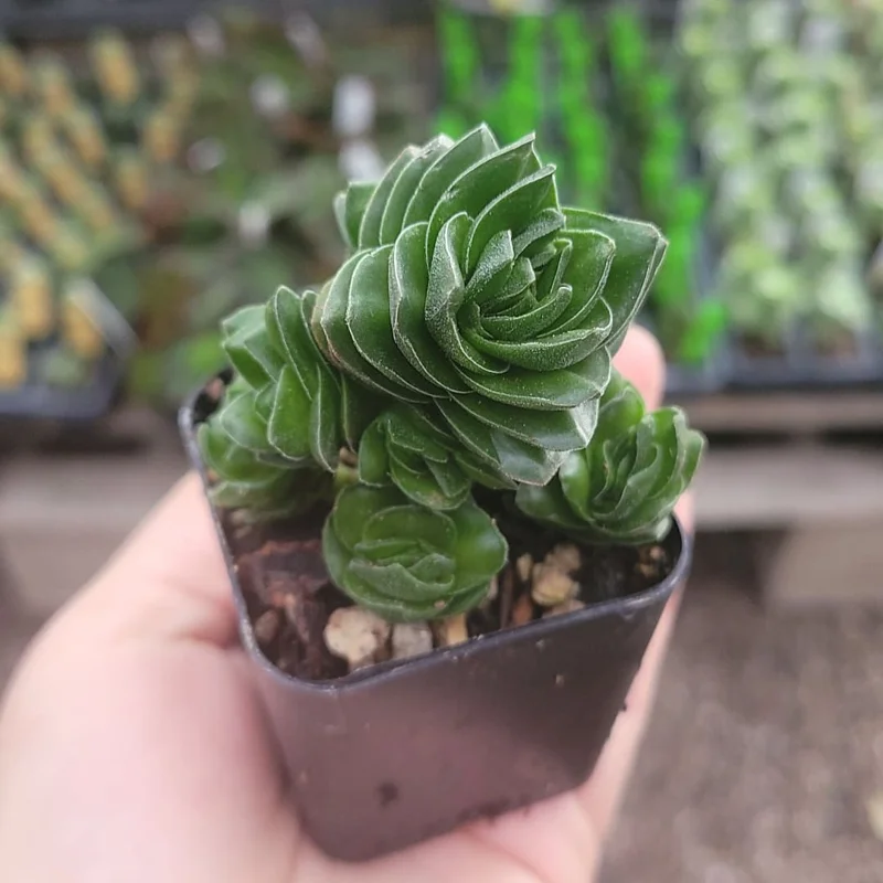 Buddha's Temple Crassula pyramidalis Live Succulent Plant 2in Pot Rare Indoor - Image 1