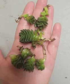 Buddha's Temple Crassula pyramidalis Live Succulent Plant 2in Pot Rare Indoor - Image 4