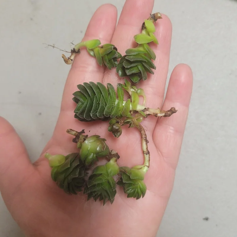 Buddha's Temple Crassula pyramidalis Live Succulent Plant 2in Pot Rare Indoor - Image 4