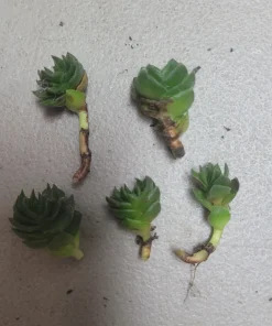Buddha's Temple Crassula pyramidalis Live Succulent Plant 2in Pot Rare Indoor - Image 5