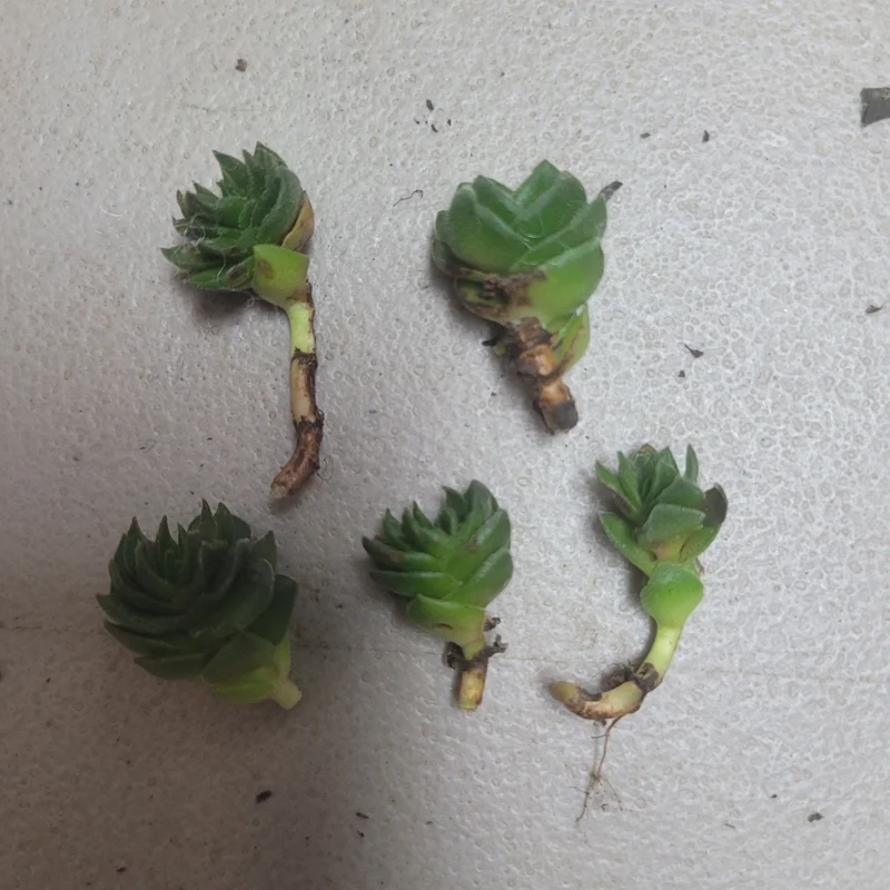 Buddha's Temple Crassula pyramidalis Live Succulent Plant 2in Pot Rare Indoor - Image 5