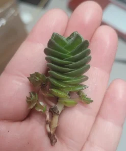 Buddha's Temple Crassula pyramidalis Live Succulent Plant 2in Pot Rare Indoor - Image 6