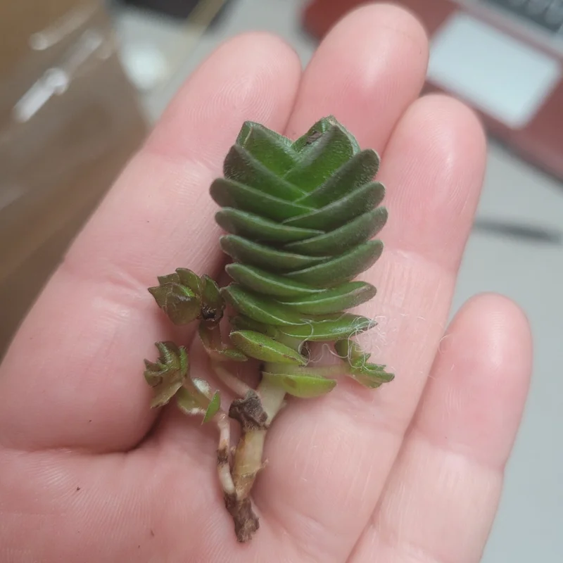 Buddha's Temple Crassula pyramidalis Live Succulent Plant 2in Pot Rare Indoor - Image 6