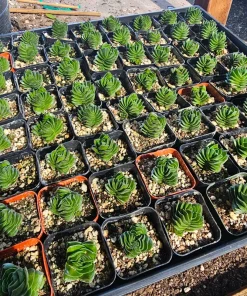 Buddha's Temple Crassula pyramidalis Live Succulent Plant 2in Pot Rare Indoor - Image 7