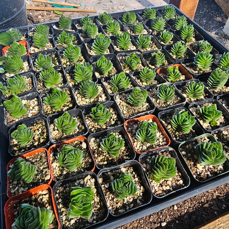 Buddha's Temple Crassula pyramidalis Live Succulent Plant 2in Pot Rare Indoor - Image 7