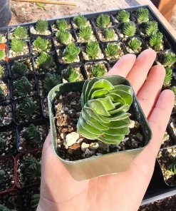 Buddha's Temple Crassula pyramidalis Live Succulent Plant 2in Pot Rare Indoor - Image 8