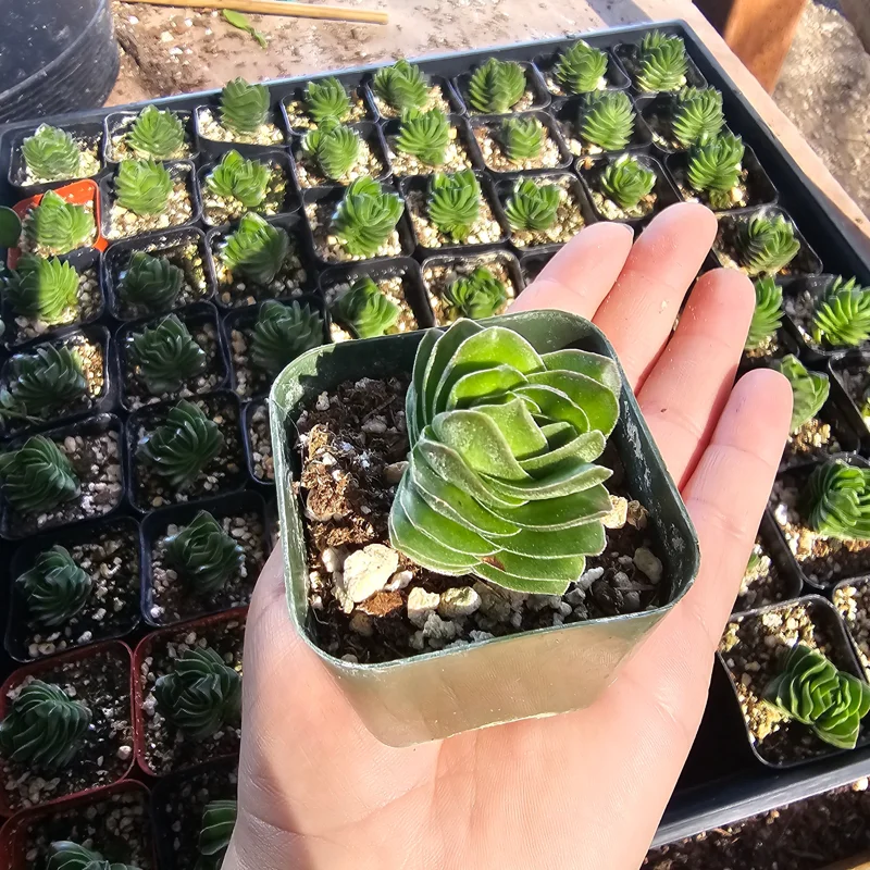 Buddha's Temple Crassula pyramidalis Live Succulent Plant 2in Pot Rare Indoor - Image 8