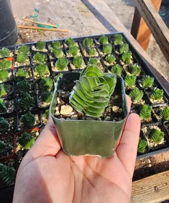 Buddha's Temple Crassula pyramidalis Live Succulent Plant 2in Pot Rare Indoor - Image 9