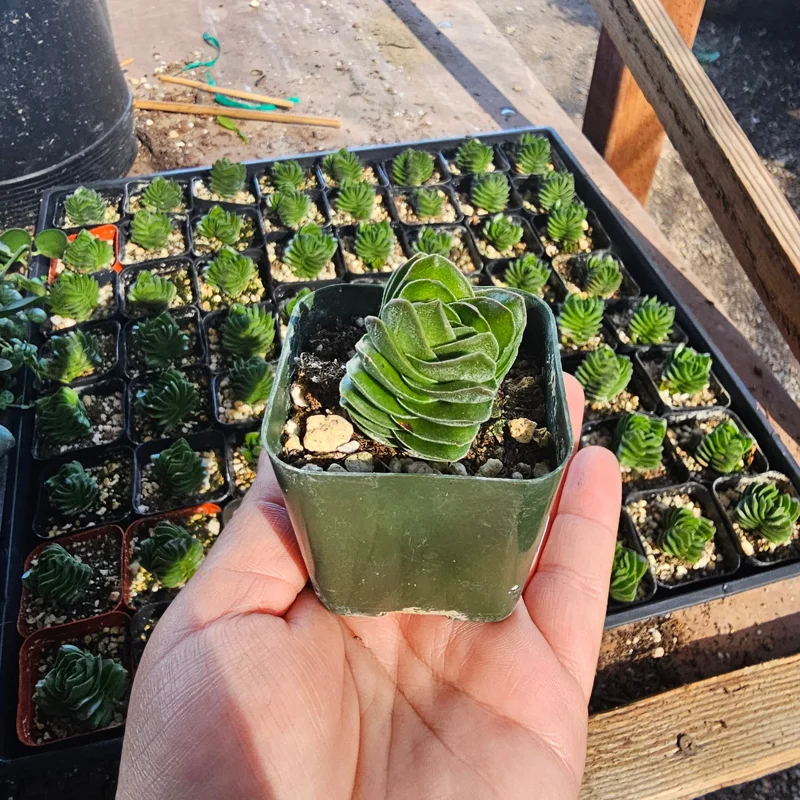 Buddha's Temple Crassula pyramidalis Live Succulent Plant 2in Pot Rare Indoor - Image 9