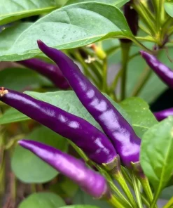 Buena Mulata Pepper Seeds - 10 Hot Heirloom Purple-to-Red Chili Seeds - Image 2