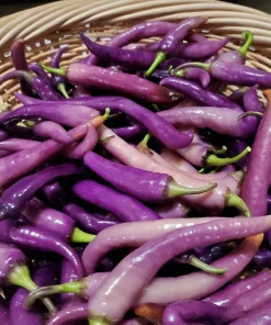 Buena Mulata Pepper Seeds - 10 Hot Heirloom Purple-to-Red Chili Seeds - Image 3