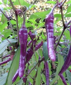 Buena Mulata Pepper Seeds - 10 Hot Heirloom Purple-to-Red Chili Seeds - Image 4