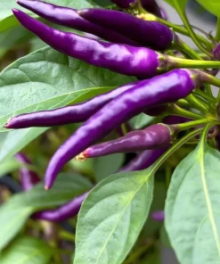 Buena Mulata Pepper Seeds - 10 Hot Heirloom Purple-to-Red Chili Seeds - Image 1