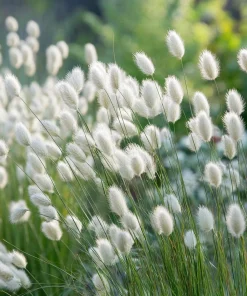 Bunny Tails Grass Seeds - 50 Heirloom Ornamental Hare's Tail Grass Seeds - Image 2